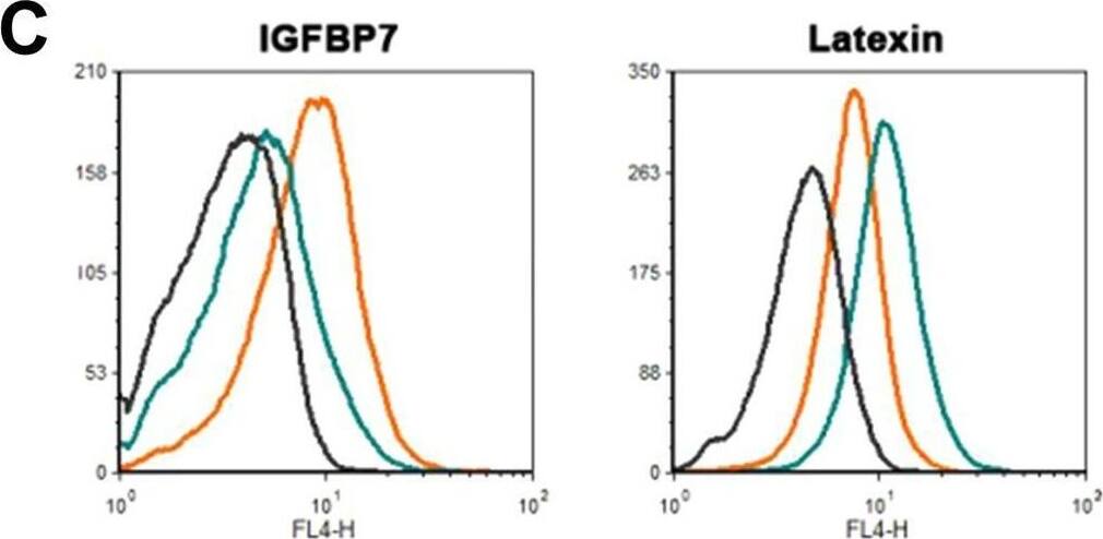 IGFBP7 expression is up- and Latexin expression is downregulated in the xenograft melanoma induced by CEACAM1 kd cells. (A) IGFBP7 and Latexin expression are significantly regulated on the transcriptional level as determined by qRT-PCR with template cDNA derived from RNA from MeWo tumors (human melanoma cell line) subcutaneously grown in scid mice. Please note that lower Cp values mean higher levels of expression: IGFBP7 expression is significantly higher in MeWo CEACAM1 kd than in MeWo Luc control tumors whereas latexin expression is significantly lower in the MeWo CEACAM1 kd tumors. Each experiment was performed twice with 5 replicates each time. (B) Immunohistochemical staining of paraffin embedded tumor tissue (xenograft MeWo tumors in scid mice) for IGFBP7 and latexin demonstrated respective up- and downregulation of these two proteins. Little to no IGFBP7 (in red) could be shown in the MeWo Luc tumors (upper left panel) whereas high IGFBP7 was detected in the MeWo CEACAM1 kd tumors (lower left panel). Vice versa, high latexin expression could be detected in the MeWo Luc tumors (upper right panel) and little to no latexin expression in the CEACAM1 kd tumors (lower right panel). (C) IGFBP7 and latexin expression are up- and downregulated, respectively, on the cell culture level in MeWo CEACAM1 kd cells compared with MeWo Luc cells: Flow cytometric determination of intracellular IGFBP7 and latexin in MeWo Luc (teal curves) and MeWo CEACAM1 kd cells (orange curves) with corresponding isotype controls (black curves). Image collected and cropped by CiteAb from the following open publication (//pubmed.ncbi.nlm.nih.gov/30089785), licensed under a CC-BY license. Not internally tested by R&D Systems.