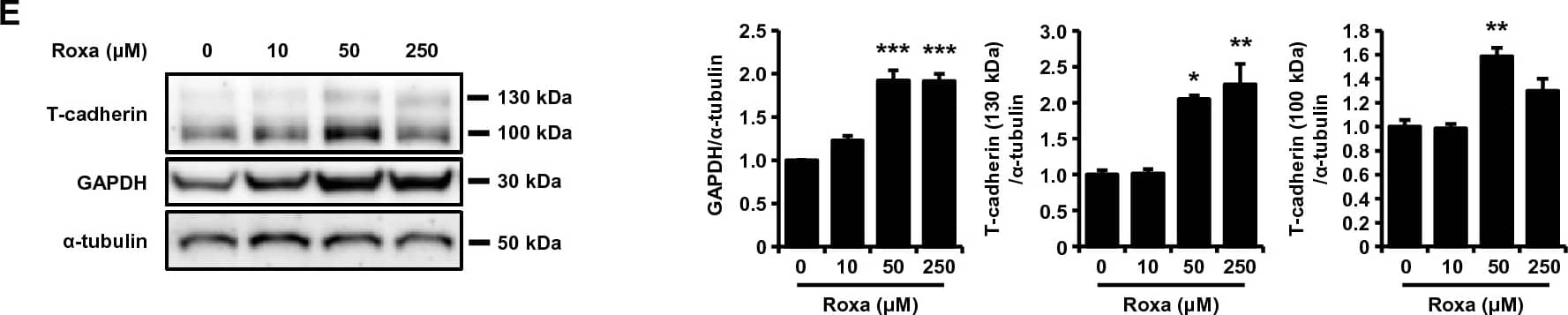 HIF-1 activation upregulated transcription of the T-cadherin mRNA and increased T-cadherin protein in UV-F2 endothelial cells. (A) Quantitative PCR analysis of murine endothelial UV-F2 cells treated with roxadustat (Roxa) for 24 h, daprodustat (Dapro) for 48 h, or deferoxamine (DFO) for 24 h at the indicated concentrations (n = 3 for each group). Data are means ± SEMs. *p < 0.05, **p < 0.01, and ***p < 0.001 versus control (Dunnett's test). (B) Quantitative PCR analysis of UV-F2 cells treated with or without roxadustat (50 μM) and 1 μM of 2-methoxyestradiol (2-ME), an inhibitor of HIF-1, for 24 h (n = 3 for each group). Data are means ± SEMs. *p < 0.05, **p < 0.01, and ***p < 0.001 (Tukey–Kramer test). (C) The constructs used for reporter assay were summarized (left). Luciferase reporter assay using the promoter region of the mouse T-cadherin gene (mCdh13) in HEK293 cells. Luciferase activities 24 h after treatment with or without roxadustat (50 μM) were quantified by calculating Firefly luciferase activity against an internal standard, Renilla luciferase activity (n = 3 for each group). Data are means ± SEMs. *p < 0.05 (unpaired t test). (D) mRNA stability assay using actinomycin D. UV-F2 cells were incubated with or without roxadustat (50 μM) and 5 μg/mL of actinomycin D for the time indicated (n = 3 for each group). (E) and (F) Western blot analysis of total cell lysates. UV-F2 cells were treated with roxadustat (E) or daprodustat (F) for 48 h at the indicated concentrations (n = 3 for each group). Data are means ± SEMs. *p < 0.05, **p < 0.01, and ***p < 0.001 versus control (Dunnett's test or unpaired t test). Image collected and cropped by CiteAb from the following open publication (//www.nature.com/articles/s41598-024-51935-6), licensed under a CC-BY license. Not internally tested by R&D Systems.