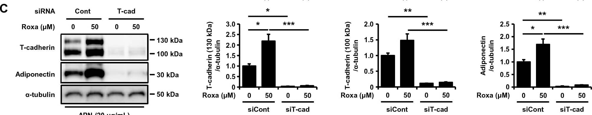 HIF-1 activation-induced T-cadherin upregulation increased adiponectin accumulation and EV production. (A) Western blot analysis of total cell lysates. UV-F2 cells cultured in DMEM containing 5% serum from adiponectin knockout mice were treated with or without high molecular weight adiponectin (HMW-APN) (10 μg/mL) and roxadustat (Roxa) (50 μM) for 48 h (n = 3 for each group). (B) Western blot analysis of EVs isolated from cell culture medium by differential ultracentrifugation. UV-F2 cells cultured in FBS-free Advanced DMEM were treated with or without HMW-APN (20 μg/mL) and roxadustat (50 μM) for 48 h (n = 3 for each group). Alix, TSG101, and syntenin were evaluated as EV markers. (C) Western blot analysis of total cell lysates. UV-F2 cells transfected control (Cont) or T-cadherin (T-cad) siRNA were cultured in DMEM containing 5% serum from adiponectin knockout mice with or without HMW-APN (20 μg/mL) and roxadustat (50 μM) for 48 h (n = 3 for each group). (D) Western blot analysis of EVs isolated from cell culture medium. UV-F2 cells transfected Cont or T-cad siRNA were cultured in FBS-free Advanced DMEM with or without HMW-APN (20 μg/mL) and roxadustat (50 μM) for 48 h (n = 3). Data are means ± SEMs. *p < 0.05, **p < 0.01, and ***p < 0.001 (Tukey–Kramer test). Image collected and cropped by CiteAb from the following open publication (//www.nature.com/articles/s41598-024-51935-6), licensed under a CC-BY license. Not internally tested by R&D Systems.