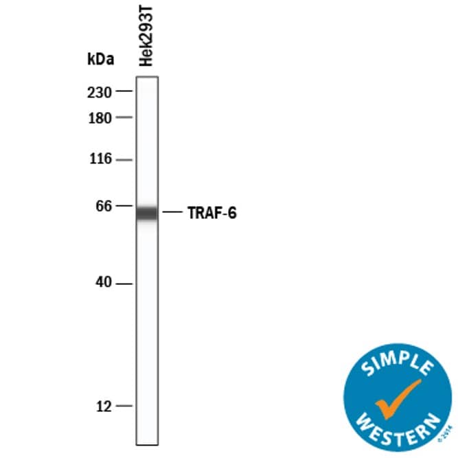Simple Western lane view shows lysates of HEK293T human embryonic kidney cell line, loaded at 0.2 mg/mL. A specific band was detected for TRAF‑6 at approximately 63 kDa (as indicated) using 10 µg/mL of Goat Anti-Human TRAF‑6 Antigen Affinity-purified Polyclonal Antibody (Catalog # AF3284) . This experiment was conducted under reducing conditions and using the 12-230 kDa separation system.