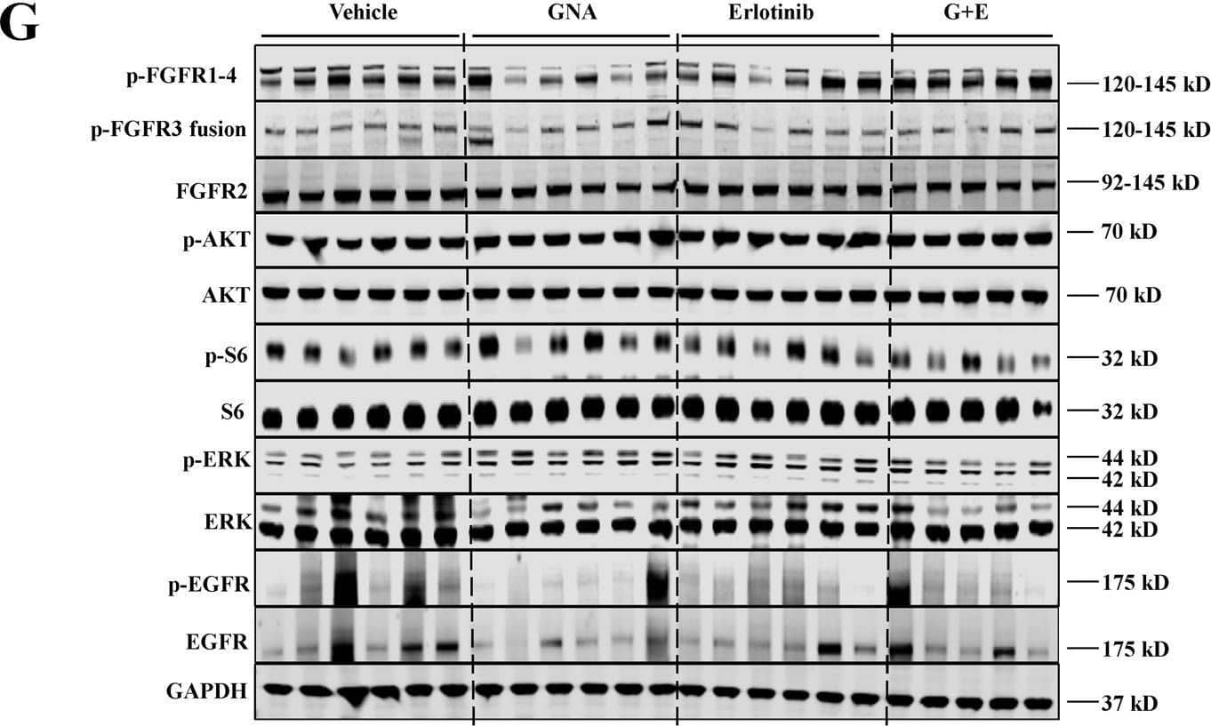 GNA increases the anti-tumor activity of erlotinib in FGFR-expressing PDX xenograft model. A The fragments from the donor mice that were implanted from patient samples were implanted subcutaneously into the right flank of nude mice. When the tumors reached 150–250 mm3, the tumor-bearing mice were then treated with vehicle, GNA (i.p., 7.5 mg/kg), erlotinib (p.o., 25 mg/kg), or their combination once daily for 22 days. The tumor volume was calculated by determining the length and width of the tumor as measured using Vernier calipers. The data are presented as the means ± SEM (n = 6) and were analyzed by a one-way ANOVA, *P < 0.05, **P < 0.01, ***P < 0.001. b The body weight of the mice from (a). c The tumor/body weight ratio of the mice from (a). d−f Representative immunohistochemical image analyses for p-FGFR (d, e) and apoptotic cells by a TUNEL assay (d, f) in the xenograft mouse model of the PDX tumors after vehicle, GNA, erlotinib, and combination treatment. The data are presented as the Histoscore and the error bars are the SEM. Statistically significant differences with P < 0.05 were considered significant compared with the vehicle control, *P < 0.05, and **P < 0.01. g Inhibition of FGFR phosphorylation in NSCLC PDX by GNA. After treatment with GNA, erlotinib, and its combination for about 3 weeks, the tumors were collected and processed. The protein samples were then probed with specified antibodies Image collected and cropped by CiteAb from the following open publication (//pubmed.ncbi.nlm.nih.gov/29449529), licensed under a CC-BY license. Not internally tested by R&D Systems.