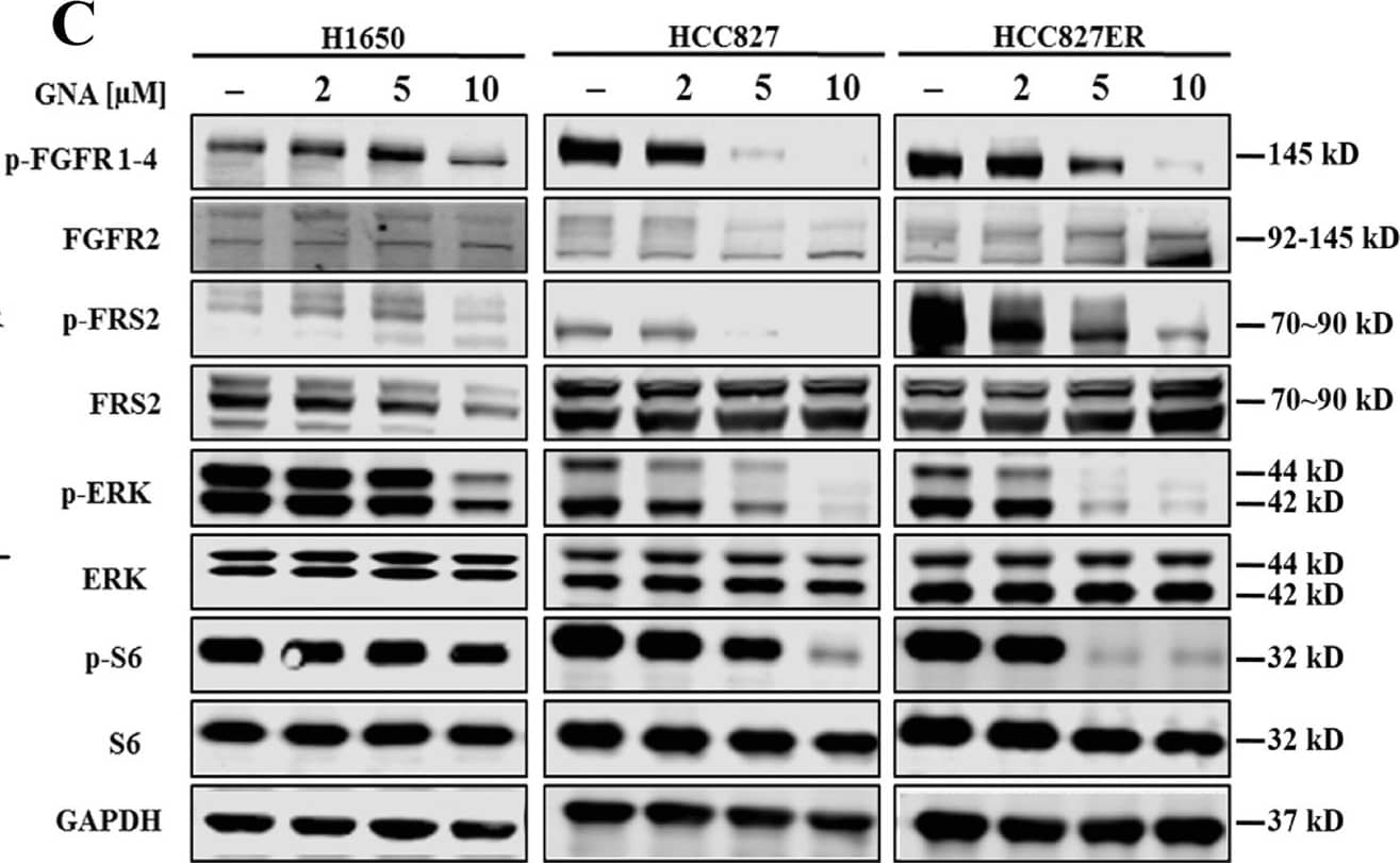 GNA inhibits cell proliferation in both NSCLC and erlotinib-resistant NSCLC by targeting FGFR and the downstream signaling pathways.a Cell viability was assessed using the CellTiter-Glo assay. After a 72 h treatment by GNA, CellTiter-Glo reagent was added directly to each well for a 10-min incubation. The plate was then read on a FlexStation 3 microplate luminometer. A dose−response curve was plotted, and the IC50 was calculated using GraphPad Prism software. Cell viability was assessed using MTT assay. After a 72 h treatment by GNA, 10 μl of 5 mg/ml 3-(4,5-dimethylthiazol-2-yl)-2,5-diphenyltetrazolium bromide (MTT) solution was added to each well and incubated for 4 h at 37 °C, then the culture medium was removed and 100 μl of DMSO was added to each well. The absorbance was measured at 570 nm on a microplate reader. A dose−response curve was plotted, and the IC50 was calculated using GraphPad Prism software. b Caspase-3/7 activity induction was evaluated after 6 h of treatment with GNA at 10, 3.33 and 1.11 μM using the Caspase-Glo 3/7 kit from Promega in the HCC827, H1650, and HCC827ER cells, respectively. The bars in the graphs represent the mean fold induction relative to the DMSO control. c H1650 cells, HCC827 cells, and HCC827ER cells were treated with GNA at various dosages for 4 h and were then probed with specified antibodies. FGFR and the downstream proteins were analyzed by western blot. d The histograms of quantitative analysis about FGFR and the downstream proteins were analyzed by western blot Image collected and cropped by CiteAb from the following open publication (//pubmed.ncbi.nlm.nih.gov/29449529), licensed under a CC-BY license. Not internally tested by R&D Systems.