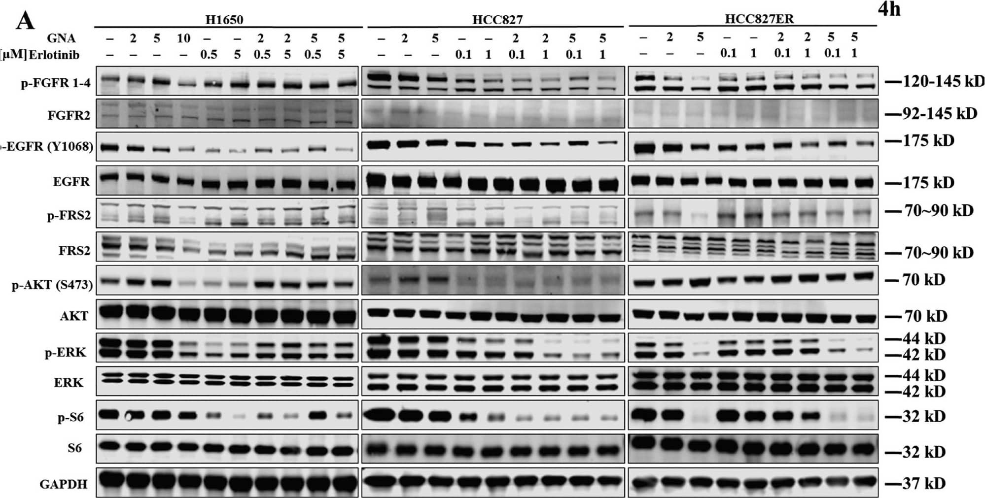 GNA enhances the anti-tumor activity of erlotinib through FGFR in vitro.a H1650 cells, HCC827 cells, and HCC827ER cells were treated with various concentrations of GNA, erlotinib, or their combination for 24 h and were then probed with specified antibodies. b−e FGFR and the downstream proteins were analyzed by a western blot. HCC827ER cells were transfected with FGFR1 and FGFR2 siRNA for 48 h, then the medium was replaced and the cells were further incubated for 24 h. After incubation, the protein expression of FGFR1 (b) and FGFR2 (c) were analyzed by western blot, the mRNA expression of FGFR1 (d) and FGFR2 (e) were analyzed by real-time PCR. (f, g) FGFR1 or FGFR2 knockdown HCC827ER cells were treated by GNA for 72 h, and the cell viability was assessed using the CellTiter-Glo assay. The data are presented as the means ± SD and were analyzed by a one-way ANOVA, **P < 0.01, ***P < 0.001 Image collected and cropped by CiteAb from the following open publication (//pubmed.ncbi.nlm.nih.gov/29449529), licensed under a CC-BY license. Not internally tested by R&D Systems.