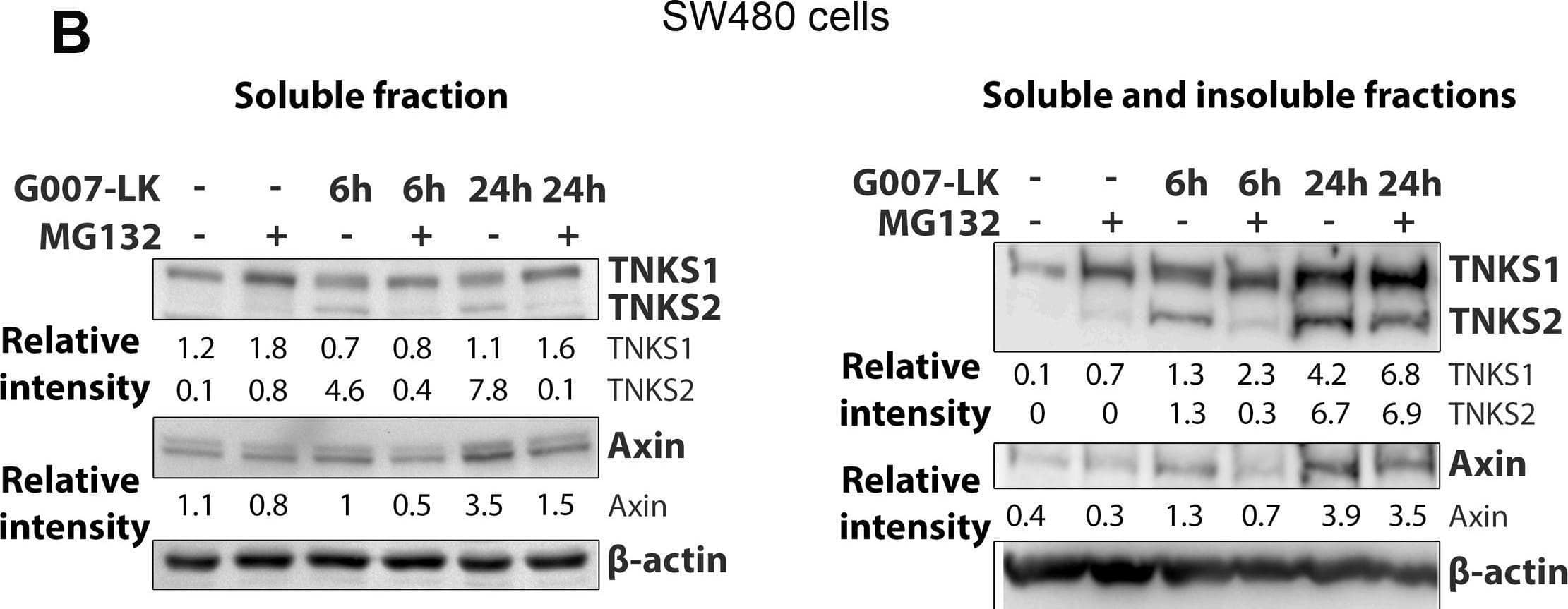 Western Blot Axin-1 Antibody