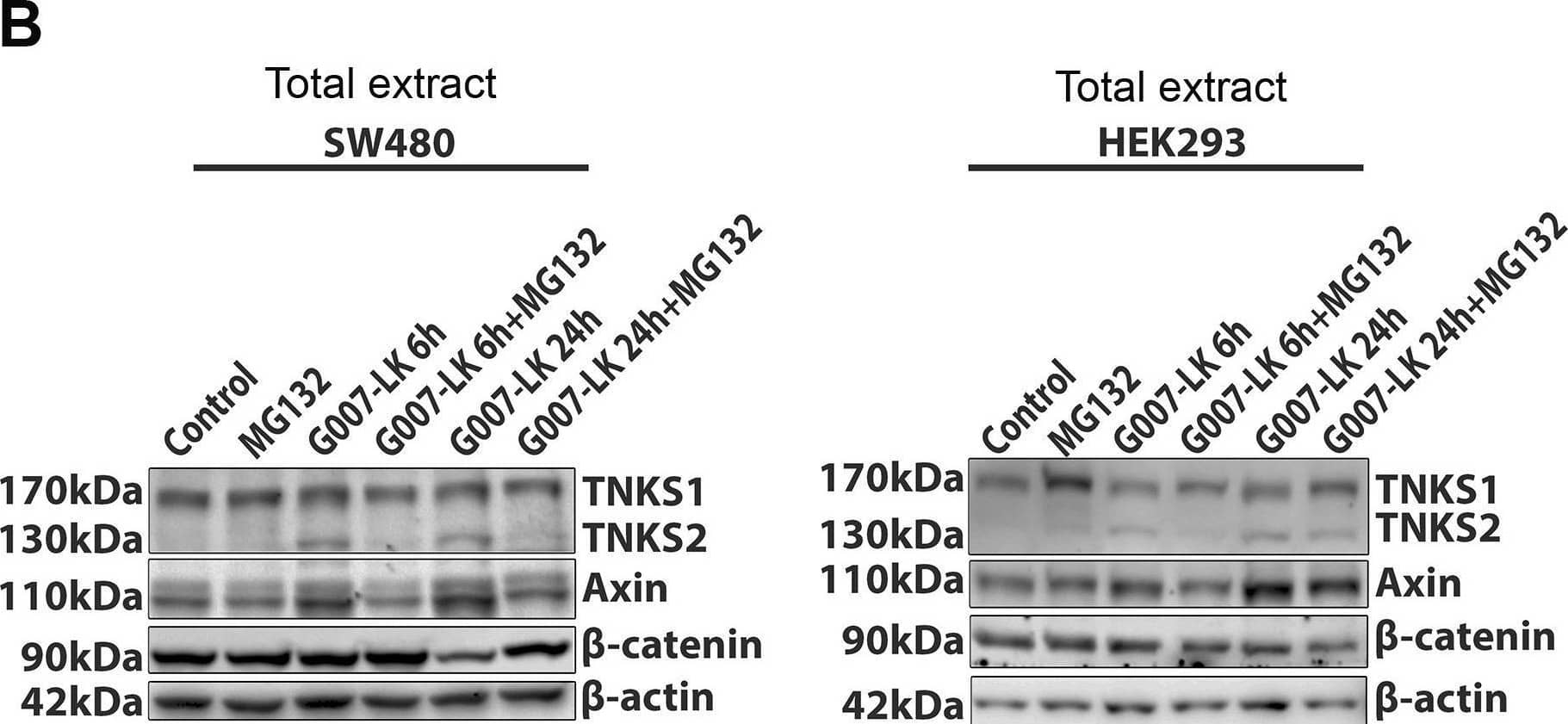 Proteasome inhibitor induces PARylation of TNKSs and TNKSi reduces basal PARylation levels. A. SW480 and HEK293 cells were exposed to combinations of TNKSi (G007-LK) and MG132 treatments similar to that shown in legend to Fig 3. The cells were then lysed and extracts analysed by IP assay using a specific antibody against PAR. PARylated forms of TNKS1/2 were then detected by western blot. The IgG control was negative. Pull-down of PARylated proteins revealed an increase in PARylation of TNKS1 by MG132 treatment, and a decrease of PARylation induced by TNKSi. When combined, the MG132 dominated and caused some induction of PARylated TNKS1 in both SW480 and HEK293 cells. Levels of PARylated TNKS2 (and also axin, not shown) were too low for detection. Quantification of band intensities (mean ± SD) was from two separate experiments. B. Total extract western blot shows similar TNKS levels after different treatments. Image collected and cropped by CiteAb from the following open publication (//pubmed.ncbi.nlm.nih.gov/26930278), licensed under a CC-BY license. Not internally tested by R&D Systems.