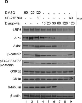 Endocytosis inhibitors cause a decrease in the level of Armadillo/ beta -catenin both in stimulated and unstimulated cells. (A) The level of Armadillo increased in S2R+ cells that had been treated with Wingless-conditioned medium (lane 2) or SB-216763 (lane 5). This was prevented by treatment with Dyngo-4a (lanes 3 and 6) or Dynasore (lanes 4 and 7). Lamin, Actin and Syntaxin levels were unaffected. (B) Dyngo-4a reversibly reduced the level of Armadillo in uninduced cells. (C) Dyngo-4a reduced signalling-induced accumulation of  beta -catenin in RKO cells. Cells were pre-incubated with SB-216763 to activate signalling and then exposed to a mixture of SB-216763 and Dyngo-4a. The total time of treatment with either drug is indicated. As in Drosophila cells, Dyngo-4a caused a decrease in  beta -catenin levels in unstimulated cells. A progressive decrease can be seen after 0.5, 1 and 2 hours of treatment with Dyngo-4a (no SB-216763) in lanes 9–11. (D) The effect of Dyngo-4a and SB-216763 on the level of various components of the Wnt pathway. LRP6, GSK3 beta  and CK1 alpha  were largely unaffected, whereas the levels of APC and Axin1 dropped markedly 30–60 minutes after treatment with Dyngo-4a. SB-216763 caused an increase in the amount of  beta -catenin. This correlated with a decrease in phosphorylated  beta -catenin (pT42/S37/S33  beta -catenin; lane 3), as expected because phosphorylated  beta -catenin reflects the activity of the degradation complex (Hernández et al., 2012). By contrast, the (mild) decrease in  beta -catenin caused by Dyngo-4a (lanes 7 and 8) is paralleled by a similar decrease in phosphorylated  beta -catenin, suggesting that Dyngo-4a impacts on the level of  beta -catenin through a mechanism that is independent of the destruction complex. Image collected and cropped by CiteAb from the following open publication (//pubmed.ncbi.nlm.nih.gov/25236598), licensed under a CC-BY license. Not internally tested by R&D Systems.