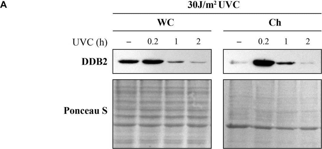 Ultraviolet radiation irradiation induces the DDB2 ubiquitination and degradation. The GMU6 cells were globally irradiated with UVC at 30 (A) or 10 J/m2(B), and fractionated at the indicated time. The whole cell extracts and chromatin-bound protein fractions were separated on SDS-PAGE and immunoblotted for DDB2. Where specified in panel (B), 10 μM of the proteasome inhibitor MG132 was added 1 h before irradiation with 10 J/m2 UVC to show that the time-dependent depletion of DDB2 in Ch fraction is a result of proteasomal degradation of PTM-modified DDB2. Ponceau S staining was used as loading control. Image collected and cropped by CiteAb from the following open publication (//pubmed.ncbi.nlm.nih.gov/33282869), licensed under a CC-BY license. Not internally tested by R&D Systems.