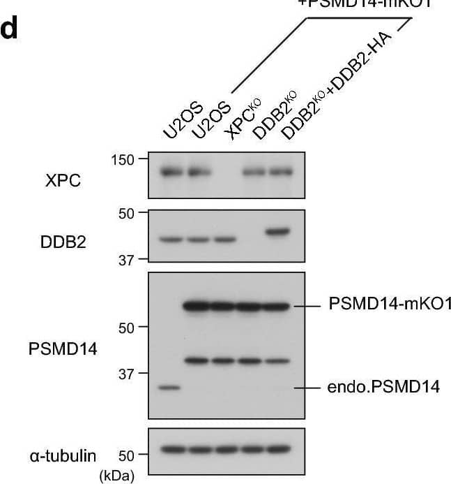 Western Blot XPE/DDB2 Antibody