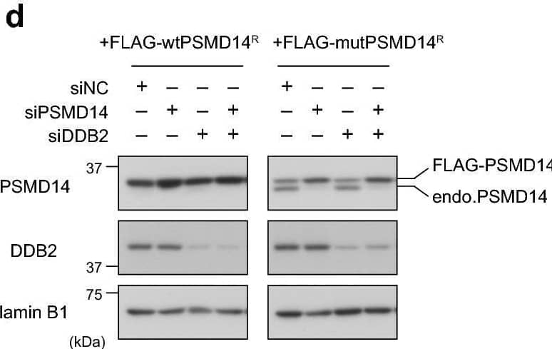 Presence of a functional proteasome is required for efficient CPD repair. (a,b) U2OS cells treated with siNC or siPSMD14 were used to assess repair kinetics of 6-4PPs (a) and CPDs (b) as in Fig. 4. * P < 0.05. (c) Cells expressing DDB2-mKO1 were treated with siNC or siPSMD14, and recruitment of DDB2-mKO1 to local DNA damage was quantitatively assessed. The statistical significance assessed for the last time point is shown. **** P < 1 × 10–4. (d) Immunoblot analyses validating the effects of siRNAs and the resistance of the ectopically-expressed PSMD14R proteins to the siPSMD14. (e,f) Cells expressing wtPSMD14R or mutPSMD14R were treated with siPSMD14 only (e) or siDDB2 plus siPSMD14 (f). After UVC irradiation at 2 J/m2, repair kinetics of CPDs were assessed. ** P < 0.01. Image collected and cropped by CiteAb from the following open publication (//pubmed.ncbi.nlm.nih.gov/33184426), licensed under a CC-BY license. Not internally tested by R&D Systems.