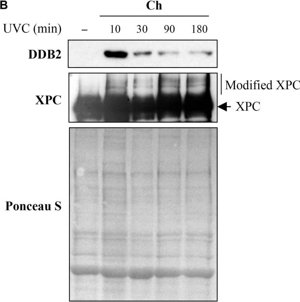 Sub-cellular and sub-nuclear fractionation of globally UVC-irradiated cells to identify movement and localization of NER proteins to UV-damaged chromatin. The GMU6 cells globally irradiated with 10 J/m2 were fractionated and subjected to Western blot analysis. Ponceau S staining was used as control for loading. (A) The sub-cellular fractions were probed for DDB2 to demonstrate its significant time-dependent depletion in the nucleoplasm and concomitant accumulation in the chromatin-bound protein fraction signifying its movement from inside the nucleus to damaged site on the chromatin in response to global UV-irradiation of the cells. (B) Kinetics of arrival and departure of DDB2 and treatment-dependent post-translational modification of XPC in the chromatin-bound protein fraction extracted at different time points after global UVC irradiation. Ponceau S staining was used as loading control. Image collected and cropped by CiteAb from the following open publication (//pubmed.ncbi.nlm.nih.gov/33282869), licensed under a CC-BY license. Not internally tested by R&D Systems.