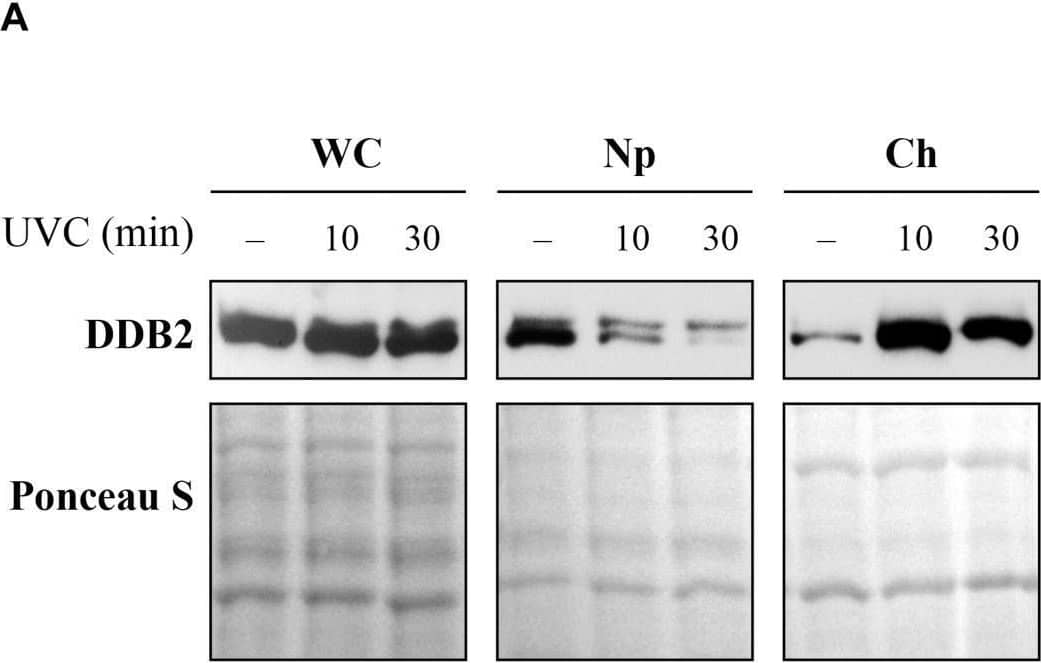 Sub-cellular and sub-nuclear fractionation of globally UVC-irradiated cells to identify movement and localization of NER proteins to UV-damaged chromatin. The GMU6 cells globally irradiated with 10 J/m2 were fractionated and subjected to Western blot analysis. Ponceau S staining was used as control for loading. (A) The sub-cellular fractions were probed for DDB2 to demonstrate its significant time-dependent depletion in the nucleoplasm and concomitant accumulation in the chromatin-bound protein fraction signifying its movement from inside the nucleus to damaged site on the chromatin in response to global UV-irradiation of the cells. (B) Kinetics of arrival and departure of DDB2 and treatment-dependent post-translational modification of XPC in the chromatin-bound protein fraction extracted at different time points after global UVC irradiation. Ponceau S staining was used as loading control. Image collected and cropped by CiteAb from the following open publication (//pubmed.ncbi.nlm.nih.gov/33282869), licensed under a CC-BY license. Not internally tested by R&D Systems.