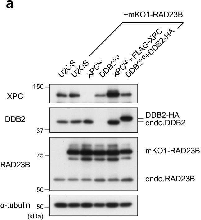 Western Blot XPE/DDB2 Antibody