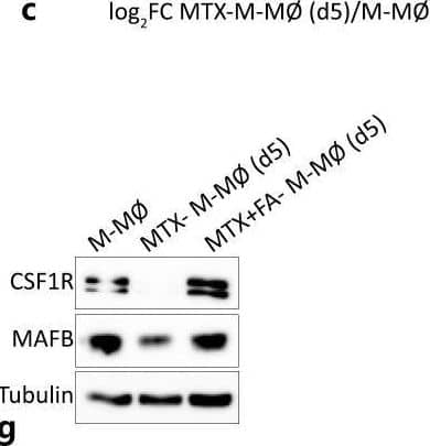 MTX modulates the expression of MAF, MAFB, and CSF1R in M-MØ. a Schematic representation of the experiment. Monocytes were differentiated to macrophages in the presence of M-CSF for 7 days. Five micromolar MTX was added once on monocytes [MTX-M-MØ], or on 2 days (MTX-M-MØ [d2]) or 5 days (MTX-M-MØ [d5]) after the beginning of the differentiation process with M-CSF. RNA or protein levels were determined at day 7. b Relative mRNA expression levels of the indicated genes as determined by qRT-PCR on M-MØ, MTX-M-MØ, MTX-M-MØ (d2), and MTX-M-MØ (d5). Mean ± SEM of three independent donors are shown. Groups were compared by applying one-way ANOVA (with Tukey's post hoc test, *p < 0.05). c Scatter plot of RNAseq results showing upregulated expression gene changes in MTX-M-MØ versus MTX-M-MØ (d5). d Venn diagram comparing the genes differentially expressed by MTX in MTX-M-MØ with the genes significantly altered by MTX in and MTX-M-MØ (d5). e Allogeneic CD3+ T-lymphocyte proliferation promoted by M-MØ and MTX-M-MØ (d5). Shown are two experiments using independent preparations of M-MØ. Mean ± SEM of six replicates performed in each experiment are shown (**p < 0.01). f Immunoblot analysis of CSF1R, MAFB, and MAF by M-MØ and MTX-M-MØ (d5). GAPDH protein levels were determined as protein loading control. g Immunoblot analysis of CSF1R and MAFB by M-MØ, MTX-M-MØ (d5), or MTX-M-MØ (d5) exposed to FA. Tubulin protein levels were determined as protein loading control. Image collected and cropped by CiteAb from the following open publication (//pubmed.ncbi.nlm.nih.gov/36380627), licensed under a CC-BY license. Not internally tested by R&D Systems.