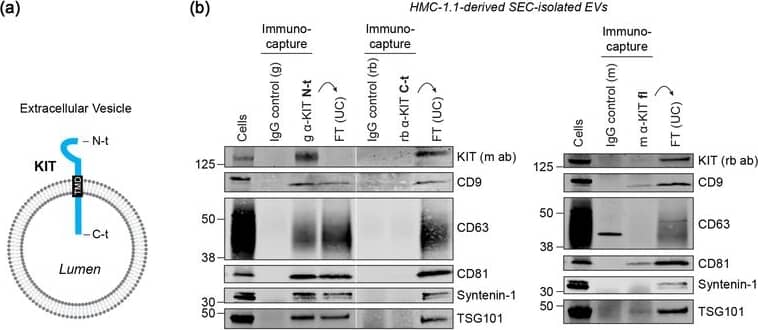 Western Blot CD117/c-kit Antibody [Unconjugated]