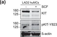 Western Blot CD117/c-kit Antibody [Unconjugated]
