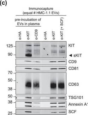 Western Blot CD117/c-kit Antibody [Unconjugated]