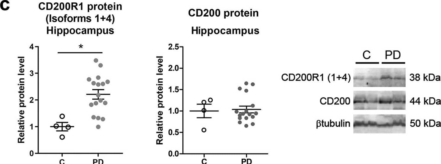 CD200R1 and CD200 protein levels in the post-mortem brain of Parkinson’s disease patients. Expression of CD200R1 protein isoforms 1 and 4 and CD200 proteins in the substantia nigra (SN) (a), frontal cortex (b), and hippocampus (c) tissue homogenates from control individuals (C, n = 4–8) and Parkinson’s disease patients (PD, n = 11–21) by western blot. Representative immunoblots are presented. Protein levels were normalized relative to  beta tubulin. Data are expressed as fold change relative to C and are depicted as individual points with bars showing means ± SEM. *p < 0.05 and **p < 0.01 vs. C; Mann-Whitney test. Image collected and cropped by CiteAb from the following open publication (//pubmed.ncbi.nlm.nih.gov/35296683), licensed under a CC-BY license. Not internally tested by R&D Systems.