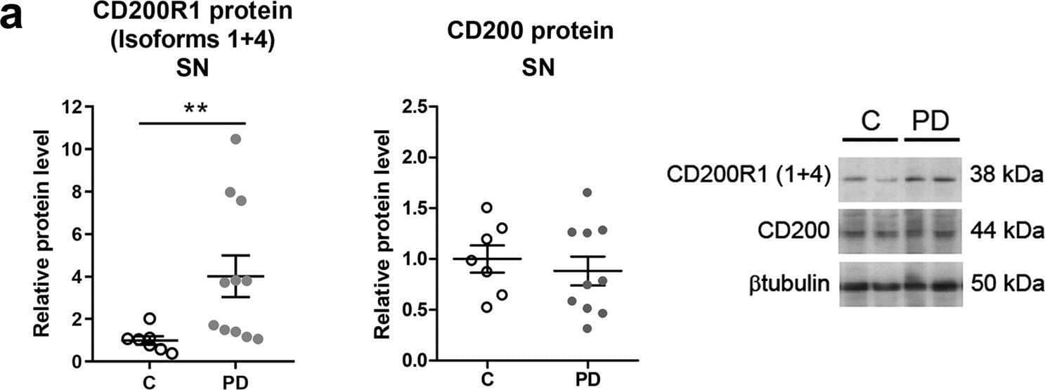 CD200R1 and CD200 protein levels in the post-mortem brain of Parkinson’s disease patients. Expression of CD200R1 protein isoforms 1 and 4 and CD200 proteins in the substantia nigra (SN) (a), frontal cortex (b), and hippocampus (c) tissue homogenates from control individuals (C, n = 4–8) and Parkinson’s disease patients (PD, n = 11–21) by western blot. Representative immunoblots are presented. Protein levels were normalized relative to  beta tubulin. Data are expressed as fold change relative to C and are depicted as individual points with bars showing means ± SEM. *p < 0.05 and **p < 0.01 vs. C; Mann-Whitney test. Image collected and cropped by CiteAb from the following open publication (//pubmed.ncbi.nlm.nih.gov/35296683), licensed under a CC-BY license. Not internally tested by R&D Systems.