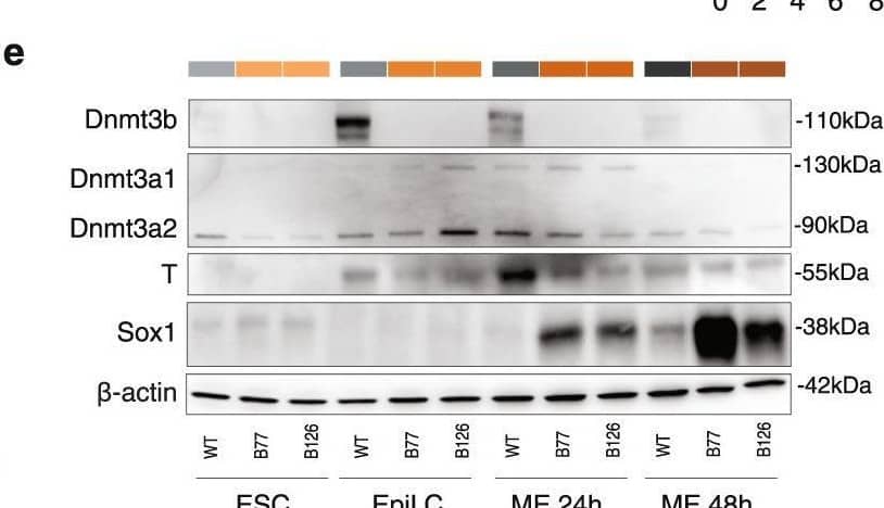 Loss of DNMT3B impairs meso-endoderm lineage commitment. A Schematic representation of the two-step differentiation model from ESCs to EpiLCs first with Fgf beta  & Activin A, & then to meso-endoderm (ME) progenitors with iGsk3. The time points of ’ collection are reported in the colour-code used throughout the figures (i.e., shades of grey for WT, shades of orange for 3BKO). b Hierarchical clustering of RNA-seq data from the in vitro differentiation & in vivo embryonic tissues derived from pre- & post-implantation mouse embryos35. Pearson’s correlation distance & Ward’s method employed to perform the analysis. c On the left, an RNA-seq heatmap showing the results of gene expression profiles clustering with K-means for WT & 3BKO (two independent clones)  during the complete differentiation time course (ESC-EpiLC-ME). DEGs arising during the differentiation time course in any group identified by ANOVA-like test with edgeR54. Rows are genes, columns are samples & the scaled expression level (Z-score RPKM) is plotted. On the right, heatmap showing selected GO terms for enriched biological processes in each cluster. Terms related to meso-endoderm are highlighted in red. d Gene expression time-course for stage-specific pluripotency (naive, primed) & germ layers (mesoderm, endoderm, ectoderm) marker genes. Dots represent normalized RPKM values, averaged by replicates/conditions (n = 2 biological replicates per genotype or clone at each time point). Error bars represent standard errors. e, WB analysis of the de novo DNMTs (Dnmt3a1, Dnmt3a2, Dnmt3b), T (mesodermal marker) & Sox1 (neuro-ectodermal marker) expression during the differentiation time course.  beta -actin serves as loading control. Representative of two independent experiments. Uncropped gels are provided in Supplementary Fig. 11. Image collected & cropped by CiteAb from the following open publication (//pubmed.ncbi.nlm.nih.gov/36690616), licensed under a CC-BY license. Not internally tested by R&D Systems.
