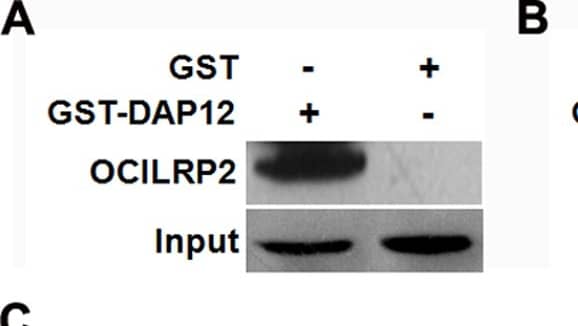 Interaction of OCILRP2 and DAP12 in GST pull-down and co-immunoprecipitation assays.The GST pull-down assay was carried out using purified beads that contained GST, GST-DAP12, or GST-OCILRP2. Precipitated OCILRP2 or DAP12 was detected by western blotting using an anti-OCILRP2 or anti-DAP12 antibody, respectively (a, b). 293T cells were grown in 6-cm dishes and transfected with the pCDNA3-HA-OCILRP2 and pDsRed-C1-DAP12 plasmids, respectively. OCILRP2 and DAP12 were detected by western blotting using an anti-HA antibody or an anti-DAP12 antibody (c). Schematic diagram of OCILRP2 predicted by SMART software. The green column represents the transmembrane region (amino acids 57–80) (d). The GST pull-down assay was carried out using purified beads that contained GST, full-length GST-OCILRP2, GST-OCILRP2i (aa 1–57), or GST-OCILRP2e (aa 80–221). Precipitated DAP12 was detected by western blotting using an anti-DAP12 antibody (e). Image collected and cropped by CiteAb from the following publication (//dx.plos.org/10.1371/journal.pone.0113218), licensed under a CC-BY license. Not internally tested by R&D Systems.