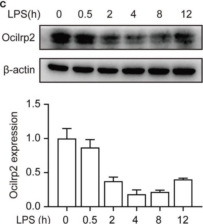 Downregulation of Ocilrp2 transcription in macrophages upon innate stimuli. (A) qRT-PCR analysis of Ocilrp2 mRNA levels in mouse peritoneal macrophages following LPS, Poly (I:C) or CpG stimulation or VSV, and SeV infection for 4 h. Data were normalized to the expression of GAPDH. (B) qRT-PCR analysis of Ocilrp2 mRNA levels after LPS stimulation on 2, 4, 8, and 12 h in mouse peritoneal macrophages. Untreated macrophages were used as a control. Data were normalized to the expression of GAPDH. (C) Western Blot analysis of Ocilrp2 protein levels after stimulated by LPS in mouse peritoneal macrophages. Ocilrp2 expression was analyzed by western blotting. Western blots and immunofluorescence images are representative of three independent experiments. (D, E) qRT-PCR analysis of Ocilrp2 mRNA level in macrophages treated with NF-kappa B inhibitor (BAY11-7082) or Erk inhibitor (SCH772984) for 1 h and then stimulated with LPS for 4 h or infected with VSV for 4 h. Data were normalized to the expression of GAPDH. Data were calculated from at least 3 independent experiments (means ± s.e.m.), **P< 0.01 (The two-tailed Student’s t-test). Image collected and cropped by CiteAb from the following open publication (//pubmed.ncbi.nlm.nih.gov/36300111), licensed under a CC-BY license. Not internally tested by R&D Systems.
