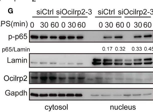 Silencing of Ocilrp2 accelerates the activation of the TLR4 signaling. Mouse peritoneal macrophages were treated with or without LPS (1 µg/ml) for different periods, as indicated, after transfection with siCtrl or siOcilrp2-3. (A)Then subjected to Western blot analyses using anti-Myd88, anti-Traf6, and anti- phosphorylated (p-) or total proteins of IKK alpha / beta , I kappa B alpha , and p65. (B) Densitometric quantification of the ratio of Myd88, Traf6, p-IKK alpha / beta , p-I kappa B alpha  and p-p65. Data were analyzed by three independent experiments. (C) Immunoblot analysis of phosphorylated (p-) or total proteins of pErk, Jnk, and p38 for the indicated time. The  beta -actin was detected as a loading control. (D) Densitometric quantification of the ratio of p-Erk, p-Jnk and p-p38. Data were analyzed by three independent experiments. (E) Mouse peritoneal macrophages were transfected with Ocilrp2 siRNA and 48hr later stimulated with LPS for the indicated times. Immunofluorescence analysis of the nuclear translocation of p65 and the co-localization between p65 (green) and cell nucleus (blue) (Bar, 50 μm). (F) Quantifying of p65 protein translocation based on the visual images in c, ~300 cells for each time point. (G) Immunoblot analysis of p65 protein in cytoplasm and nucleus of mouse peritoneal macrophages transfected with Ocilrp2 siRNA and 48 h later stimulated by LPS for the indicated time. Lamin A/C is used as an internal nuclear control. GAPDH is shown as a cytoplasm internal control. Data represent of the results of three independent experiments (means ± s.e.m). Significant differences compared to the control group are denoted by *P < 0.05, **P < 0.01 (two-tailed Student’s t-test). Image collected and cropped by CiteAb from the following open publication (//pubmed.ncbi.nlm.nih.gov/36300111), licensed under a CC-BY license. Not internally tested by R&D Systems.