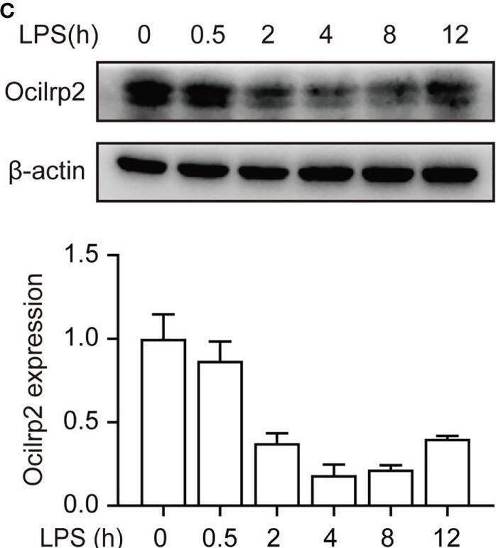 Downregulation of Ocilrp2 transcription in macrophages upon innate stimuli. (A) qRT-PCR analysis of Ocilrp2 mRNA levels in mouse peritoneal macrophages following LPS, Poly (I:C) or CpG stimulation or VSV, and SeV infection for 4 h. Data were normalized to the expression of GAPDH. (B) qRT-PCR analysis of Ocilrp2 mRNA levels after LPS stimulation on 2, 4, 8, and 12 h in mouse peritoneal macrophages. Untreated macrophages were used as a control. Data were normalized to the expression of GAPDH. (C) Western Blot analysis of Ocilrp2 protein levels after stimulated by LPS in mouse peritoneal macrophages. Ocilrp2 expression was analyzed by western blotting. Western blots and immunofluorescence images are representative of three independent experiments. (D, E) qRT-PCR analysis of Ocilrp2 mRNA level in macrophages treated with NF-kappa B inhibitor (BAY11-7082) or Erk inhibitor (SCH772984) for 1 h and then stimulated with LPS for 4 h or infected with VSV for 4 h. Data were normalized to the expression of GAPDH. Data were calculated from at least 3 independent experiments (means ± s.e.m.), **P< 0.01 (The two-tailed Student’s t-test). Image collected and cropped by CiteAb from the following open publication (//pubmed.ncbi.nlm.nih.gov/36300111), licensed under a CC-BY license. Not internally tested by R&D Systems.