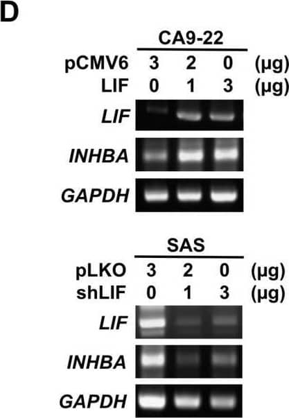 Western Blot Activin A Antibody [Unconjugated] - beta A subunit