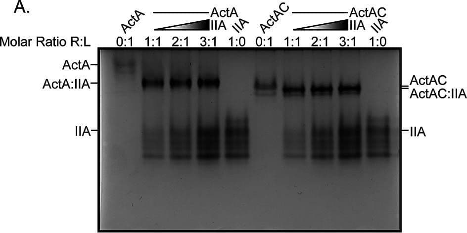 Western Blot Activin A Antibody [Unconjugated] - beta A subunit