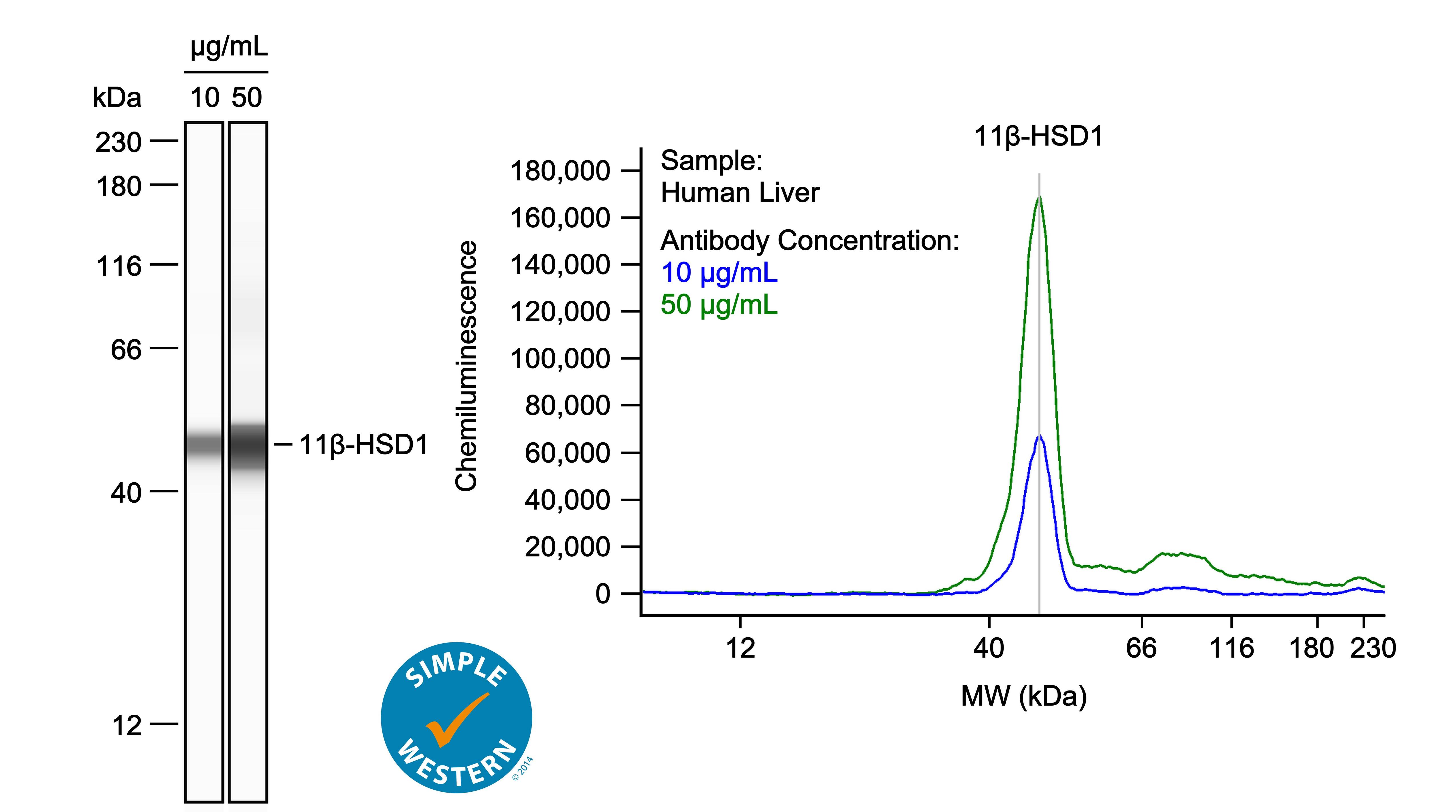 Left: Simple Western lane view shows lysates of human liver, loaded at 1 mg/ml. A specific band was detected for 11 beta -HSD1 at approximately 48 kDa (as indicated) using both 10 µg/ml and 50 µg/ml of Goat Anti-Human/Mouse/Rat 11 beta -HSD1 Antigen Affinity-purified Polyclonal Antibody (Catalog # AF3397) followed by HRP-conjugated Donkey Anti-Goat Secondary Antibody (Catalog # 043-522-2). This experiment was conducted under reducing conditions and using the 12-230kDa separation system. Right: Simple Western electropherogram showing the same Goat Anti-Human/Mouse/Rat 11 beta -HSD1 Antigen Affinity-purified Polyclonal Antibody (Catalog # AF3397) tested at 10 µg/ml (blue line) and 50 µg/ml (green line) in the human liver.