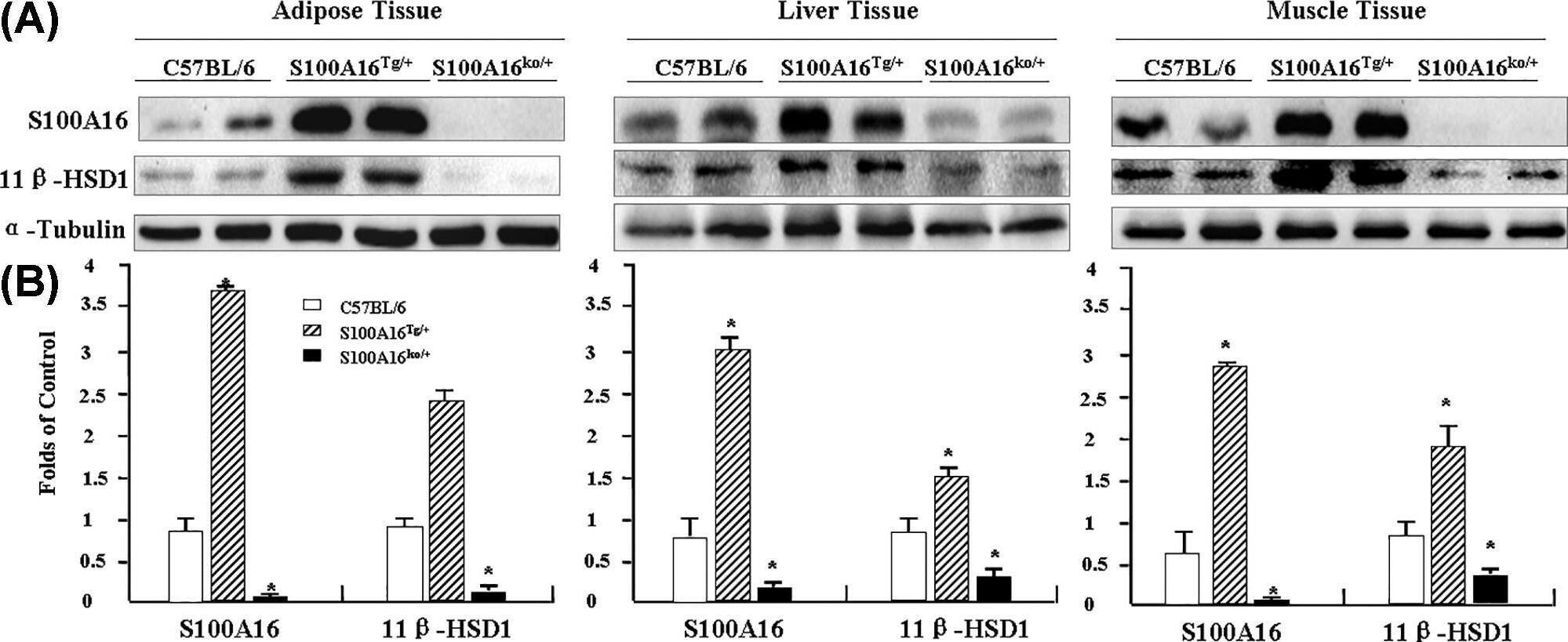 Western Blot 11 beta-HSD1 Antibody
