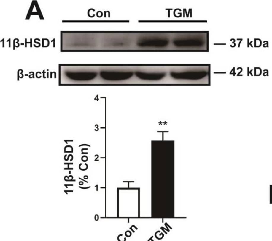 Western Blot 11 beta-HSD1 Antibody