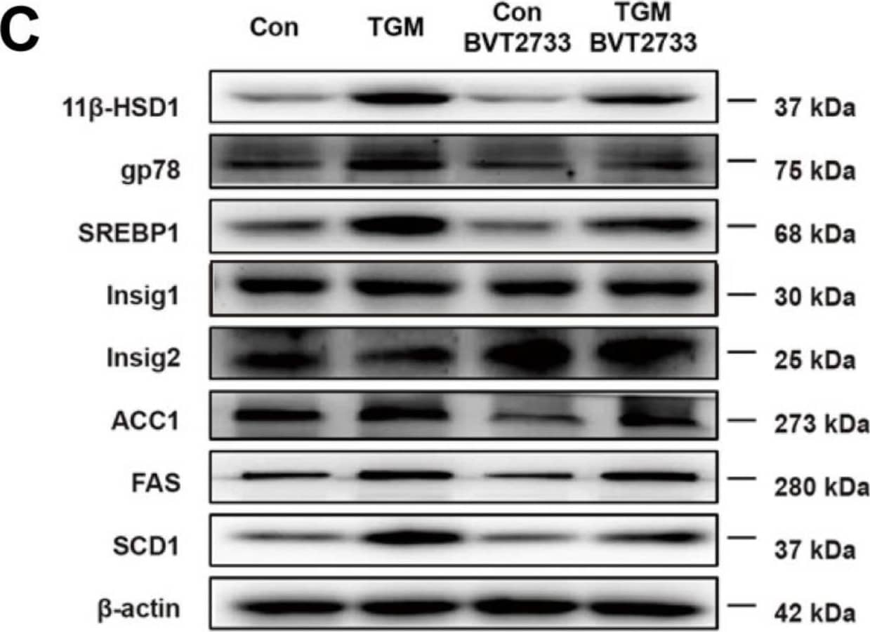 Western Blot 11 beta-HSD1 Antibody