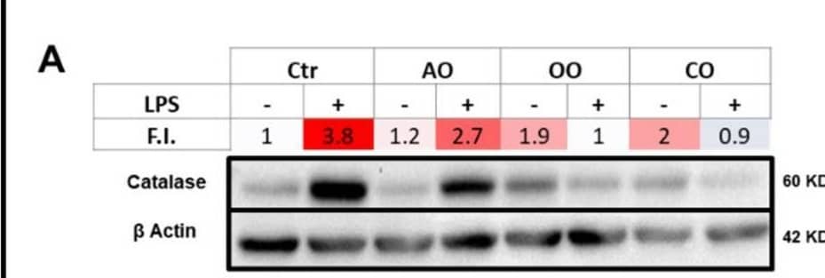Effect of argan oil, olive oil or colza oil treatment on brain expressions of peroxisomal proteins, CAT (A), ACOX1 (B), ABCD1 (C), ABCD2 (D) and the heatmap for all protein expression (E). Male C57BL/6 mice received for 28 days a standard diet (control (CTRL)), a diet enriched with 6% (w/w) AO, OO, or CO, and intravenous injection of LPS (100 µg) four hours antemortem. Brain homogenates were separated in PAGE-SDS electrophoresis and subjected to immunoblotting as described in Section 4. Band intensities were analyzed by densitometry and standardized to  beta -actine expression level. Tables represent the standardized densitometric analysis obtained after signal intensity quantification of different proteins. Image collected and cropped by CiteAb from the following open publication (//pubmed.ncbi.nlm.nih.gov/35455460), licensed under a CC-BY license. Not internally tested by R&D Systems.