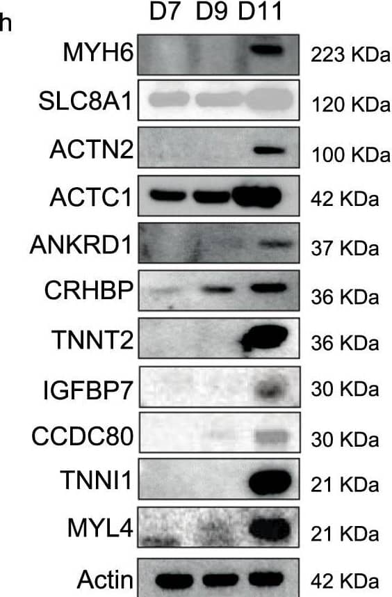 Committed Cardiac Progenitors and their Signature Genes.a Schematic showing the laminin (LN) protocol that uses LN-521 + 221 as a defined extracellular matrix together with small molecule inhibitors for the differentiation of pluripotent stem cells to day 11 committed cardiac progenitors (CCPs). b Heat map of three biological replicates from bulk RNA-seq data demonstrating the canonical progenitor gene expression on days 9 and 11. Supplementary Table 1 shows the actual transcripts per million (TPM) for each gene. c Time course analysis of scRNAseq data from days 0 to 11 for known canonical gene expression: PDGFRA, GATA4, KDR, NKX2–5, ISL1, and MESP1. d Immunoblotting of canonical progenitor genes from differentiation days 7, 9, and 11. Supplementary Fig. 1 shows the quantification of each blot from five biological replicates. e Heat map of the bulk RNA-seq data using CCP signature genes at differentiation days 9 and 11. Supplementary Table 1 shows the actual TPM for each gene. f Single-cell RNA-seq data (two biological replicates) of the CCP signature gene expression in tSNE plots from days 0, 4, 7, 9, and 11. The tSNE plot at the top left shows the overall distribution of each day using different colors. g Time course analysis of scRNAseq data from days 0 to 11 for day 11 CCP gene signature markers. h Immunoblotting of CCP signature genes from differentiation days 7, 9, and 11 (5 biological replicates). Supplementary Fig. 1 shows the quantification of each blot. Comparisons between groups were performed using two-way ANOVA with Tukey post hoc analysis. Image collected and cropped by CiteAb from the following open publication (//pubmed.ncbi.nlm.nih.gov/37236990), licensed under a CC-BY license. Not internally tested by R&D Systems.