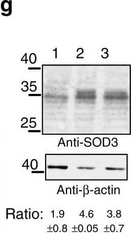 SOD3-induced VEC expression requires SOD3 enzyme activity and NO. g SOD3 levels in cells as in f; bottom, filter rehybridized with actin. SOD3/actin ratio indicated (n = 3). h FITC-dextran permeability of 1G11-mock and -SOD3 monolayers, untreated or VEGF-pretreated (n = 9). Image collected and cropped by CiteAb from the following open publication (//pubmed.ncbi.nlm.nih.gov/29422508), licensed under a CC-BY license. Not internally tested by R&D Systems.