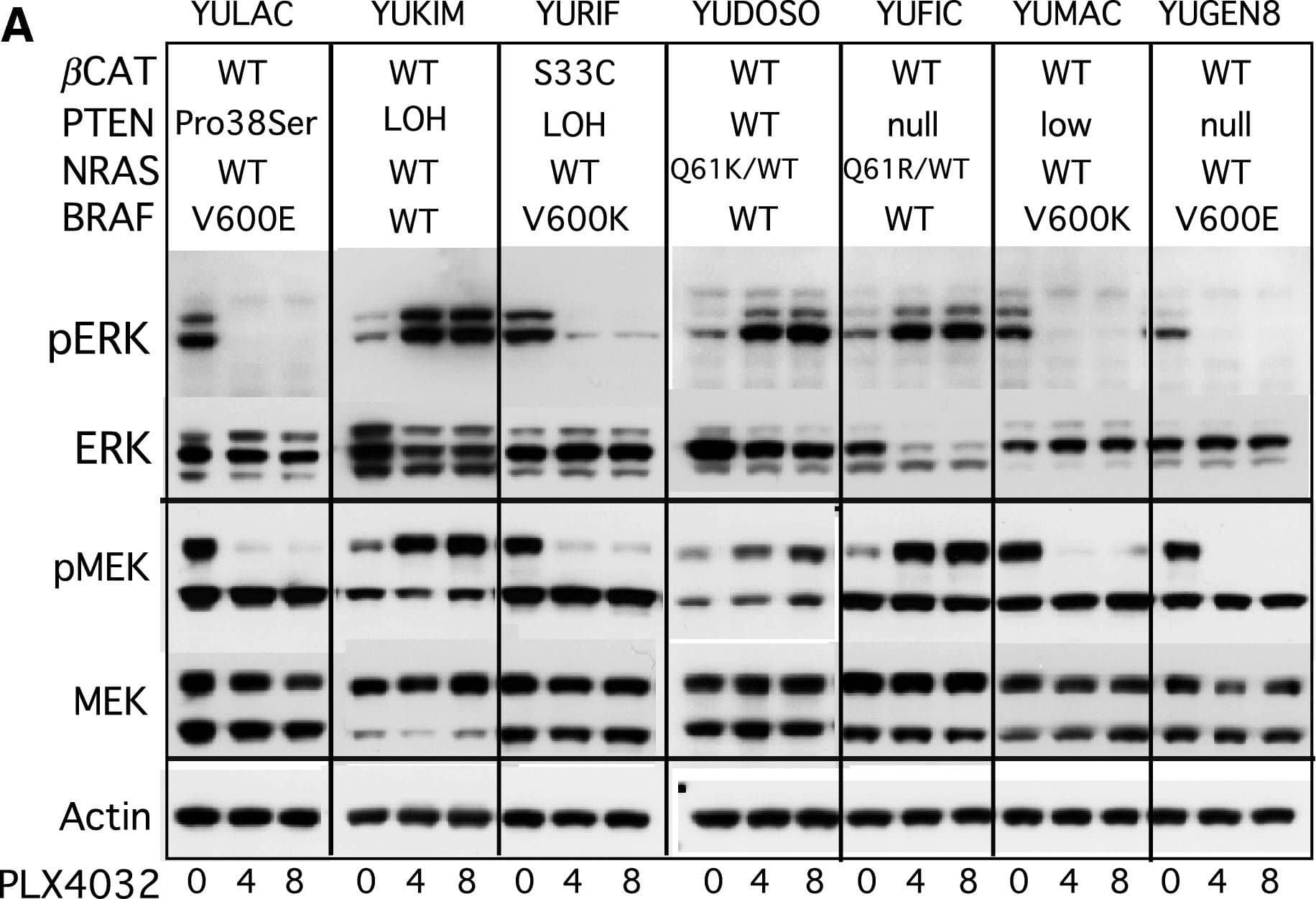 Changes in ERK1/2 and MEK in response to PLX4032. (A) Melanoma cell strains were treated with DMSO for 4 h (0), or with PLX4032 (1 μM) for 4 and 8 h. The panels show Western blots probed with antibodies to phosph-ERK1/2 Thr202/Tyr204 mAb (pERK), ERK1/2 (ERK), phospho-MEK1/2 (pMEK), MEK1/2 (MEK), and actin as a loading control. The mutation status of BRAF, NRAS, PTEN and  beta -catenin ( beta CAT) are indicated at the top. (B) Western blot analyses of ERK1/2 inactivation/activation after short-term incubation with PLX4032 (1 μM). (C) pERK1/2 and ERK1/2 in supernatant (Sup) and particulate (Part) fractions. (D) Changes in pERK1/2 activation after treatments with increasing concentration of PLX4032, or DMSO for 1 h. Image collected and cropped by CiteAb from the following open publication (//pubmed.ncbi.nlm.nih.gov/20149136), licensed under a CC-BY license. Not internally tested by R&D Systems.