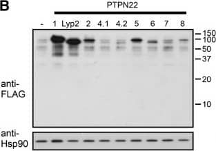Alternatively spliced forms of human protein tyrosine phosphatase, non-receptor type 22 (PTPN22).  (B) 293 T cells were transfected with 1 μg of an expression vector expressing indicated FLAG-PTPN22 isoforms. The protein levels of FLAG-PTPN22 isoforms and Hsp90 in the transfected cells were determined with Western blotting. Image collected and cropped by CiteAb from the following open publication (//pubmed.ncbi.nlm.nih.gov/24433447), licensed under a CC-BY license. Not internally tested by R&D Systems.