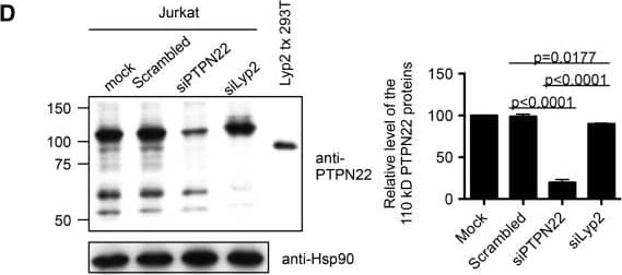 Alternatively spliced forms of human protein tyrosine phosphatase, non-receptor type 22 (PTPN22). (D) Jurkat cells were transfected with indicated siRNA. Cell extract of the transfect cells was then analyzed on Western blotting using anti-PTPN22 and anti-Hsp90 (the left panel). Extract from 293 T cells transfected with an expression vector of Lyp2 was included in the Western blotting (Lyp2 tx 293 T). The levels of the dominant 110 kD PTPN22 protein bands were quantified with a densitometer and normalized against the level of Hsp90 from the corresponding samples, and are shown in the right panel. The normalized level of the mock-transfected cells was arbitrarily set as 100%. Statistical analysis of three independent experiments was performed with one-way ANOVA followed by Tukey’s test. Image collected and cropped by CiteAb from the following open publication (//pubmed.ncbi.nlm.nih.gov/24433447), licensed under a CC-BY license. Not internally tested by R&D Systems.