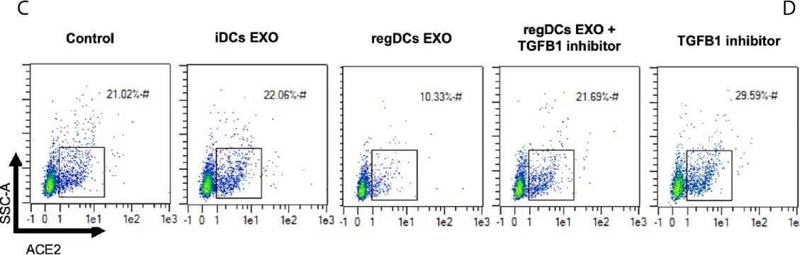 regDCs EXO are taken up by acceptor PBTECs, inhibiting ACE2 expression in vitro. (A) Uptake of Dil labeled EXO (red) by PBTECs, counterstained with nuclear stain DAPI (blue), phalloidin (Alex flour 647) for cell membrane and visualized under confocal microscopy. ACE2 mRNA expression (B) and flow cytometry scattergrams showing ACE2 positive cells percentage (C) in PBTECs treated or not treated with iDCs or regDCs EXO in the presence or absence of TGF beta R1 inhibitor SB431542. (D) representative bar graph of (C). Results shown are representative of three independent experiments (*P < 0.05 by one-way ANOVA followed by Tukey’s multiple comparisons). Image collected and cropped by CiteAb from the following open publication (//pubmed.ncbi.nlm.nih.gov/33841418), licensed under a CC-BY license. Not internally tested by R&D Systems.