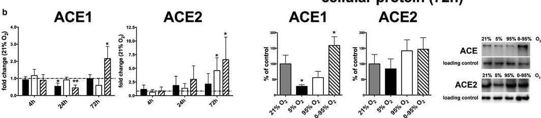 Expression of vasoactive proteins (mRNA and protein levels) in response to different oxygen conditions (mRNA: fold change relative to control condition: 21% O2; protein: % of control condition: 21% O2) as determined by qRT‐PCR using actb as house‐keeping gene and the  delta  delta Ct method and western blotting from cell lysates. (a) NOS3 mRNA expression, protein expression at 72 hr and Griess reaction (analyzed levels of NO2− and NO3− in the supernatants resulting from NOS activity). (b) ACE1, ACE2 mRNA expression and ACE1, ACE2 intracellular protein expression at 72 hr. (c) ACE1 and ACE2 protein levels in the cell culture supernatant as determined by Western blotting and mRNA expression of sheddases ADAM10 and ADAM17. p‐values result from statistical testing with Student's t‐test (mRNA), one‐way ANOVA (protein) and two‐way ANOVA (Griess) with Tukey's multiple comparison test. *p < .05; **p < .01; ***p < .001, ****p < .0001 Image collected and cropped by CiteAb from the following open publication (//pubmed.ncbi.nlm.nih.gov/33565273), licensed under a CC-BY license. Not internally tested by R&D Systems.