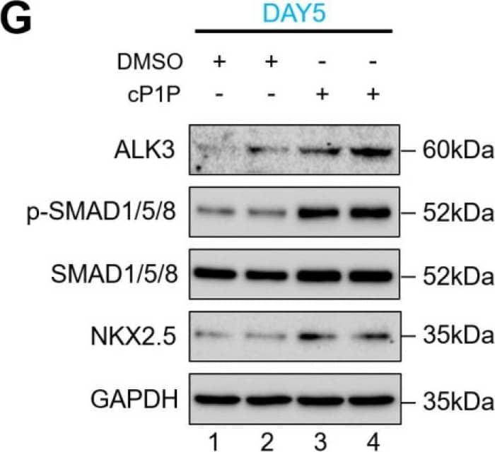 cP1P-augmented cardiac differentiation in hESCs is dependent on BMP receptor-mediated SMAD1/5/8 signaling. (A) The activity of BMPR/SMAD signaling with or without cP1P treatment was evaluated by the expression levels of ALK2 and ALK3 by Western blot at the indicated time points along with GAPDH expression as the loading control. (B) Schematic representation of the treatment with BMPR inhibitor LDN during days 3 to 5 of CM differentiation coinciding with IWR1 inhibitor treatment. (C) The activity of BMPR/SMAD signaling was inhibited by the administration of LDN, as shown by the downregulation of ALK3 and p-SMAD 1/5/8, while cP1P treatment could not reverse the inhibitory effect of LDN. The effects of BMPR inhibition by LDN on cardiomyocyte differentiation, shown by (D) the downregulation of NKX2.5 at day 5. (E) Treatment of LDN between day 3 to 5 also downregulated the expression of TNNT2 and MLC2V at day 8 of CM differentiation even upon cP1P treatment, as demonstrated by Western blot. (F) Schematic representation of the treatment with LDN during days 5 to 8 of CM differentiation. (G) Immunoblots of ALK3, p-SMAD1/5/8, SMAD1/5/8, and NKX2.5 at day 5 of LDN treatment in DMSO-treated controls and cP1P-treated CMs. (H) Immunoblots of TNNT2 and MLC2V at day 8 of LDN treatment in DMSO-treated controls and cP1P-treated CMs. Image collected and cropped by CiteAb from the following open publication (//pubmed.ncbi.nlm.nih.gov/34209900), licensed under a CC-BY license. Not internally tested by R&D Systems.