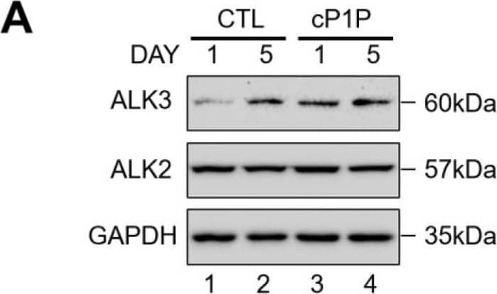 cP1P-augmented cardiac differentiation in hESCs is dependent on BMP receptor-mediated SMAD1/5/8 signaling. (A) The activity of BMPR/SMAD signaling with or without cP1P treatment was evaluated by the expression levels of ALK2 and ALK3 by Western blot at the indicated time points along with GAPDH expression as the loading control. (B) Schematic representation of the treatment with BMPR inhibitor LDN during days 3 to 5 of CM differentiation coinciding with IWR1 inhibitor treatment. (C) The activity of BMPR/SMAD signaling was inhibited by the administration of LDN, as shown by the downregulation of ALK3 and p-SMAD 1/5/8, while cP1P treatment could not reverse the inhibitory effect of LDN. The effects of BMPR inhibition by LDN on cardiomyocyte differentiation, shown by (D) the downregulation of NKX2.5 at day 5. (E) Treatment of LDN between day 3 to 5 also downregulated the expression of TNNT2 and MLC2V at day 8 of CM differentiation even upon cP1P treatment, as demonstrated by Western blot. (F) Schematic representation of the treatment with LDN during days 5 to 8 of CM differentiation. (G) Immunoblots of ALK3, p-SMAD1/5/8, SMAD1/5/8, and NKX2.5 at day 5 of LDN treatment in DMSO-treated controls and cP1P-treated CMs. (H) Immunoblots of TNNT2 and MLC2V at day 8 of LDN treatment in DMSO-treated controls and cP1P-treated CMs. Image collected and cropped by CiteAb from the following open publication (//pubmed.ncbi.nlm.nih.gov/34209900), licensed under a CC-BY license. Not internally tested by R&D Systems.