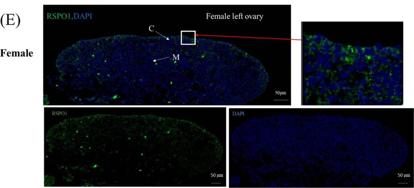 Spatiotemporal expression of chicken RSPO1. (A) Relative mRNA expression of RSPO1 in tissues of E12 (HH 38) male and female chicken embryos. n = 4. (B) Relative mRNA expression pattern of RSPO1 at different stages of chicken embryos, E12 =12 days of incubation. Beta-actin was used as a reference gene. n = 4. (C) Relative protein expression of RSPO1 in male and female gonads of E12 chicken embryos. Data are shown as mean ± SEM. Tubulin was used as a reference gene. n = 5. (D) RSPO1 mRNA expression levels in left and right gonads of E12 chick embryos. (E) Localization of RSPO1 protein expression in the ovaries and testes of E12 chick embryos. Scale bars = 50 μm. M: medulla. C: cortex. Image collected and cropped by CiteAb from the following open publication (//pubmed.ncbi.nlm.nih.gov/37444038), licensed under a CC-BY license. Not internally tested by R&D Systems.