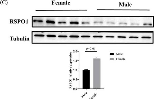 Spatiotemporal expression of chicken RSPO1. (A) Relative mRNA expression of RSPO1 in tissues of E12 (HH 38) male and female chicken embryos. n = 4. (B) Relative mRNA expression pattern of RSPO1 at different stages of chicken embryos, E12 =12 days of incubation. Beta-actin was used as a reference gene. n = 4. (C) Relative protein expression of RSPO1 in male and female gonads of E12 chicken embryos. Data are shown as mean ± SEM. Tubulin was used as a reference gene. n = 5. (D) RSPO1 mRNA expression levels in left and right gonads of E12 chick embryos. (E) Localization of RSPO1 protein expression in the ovaries and testes of E12 chick embryos. Scale bars = 50 μm. M: medulla. C: cortex. Image collected and cropped by CiteAb from the following open publication (//pubmed.ncbi.nlm.nih.gov/37444038), licensed under a CC-BY license. Not internally tested by R&D Systems.