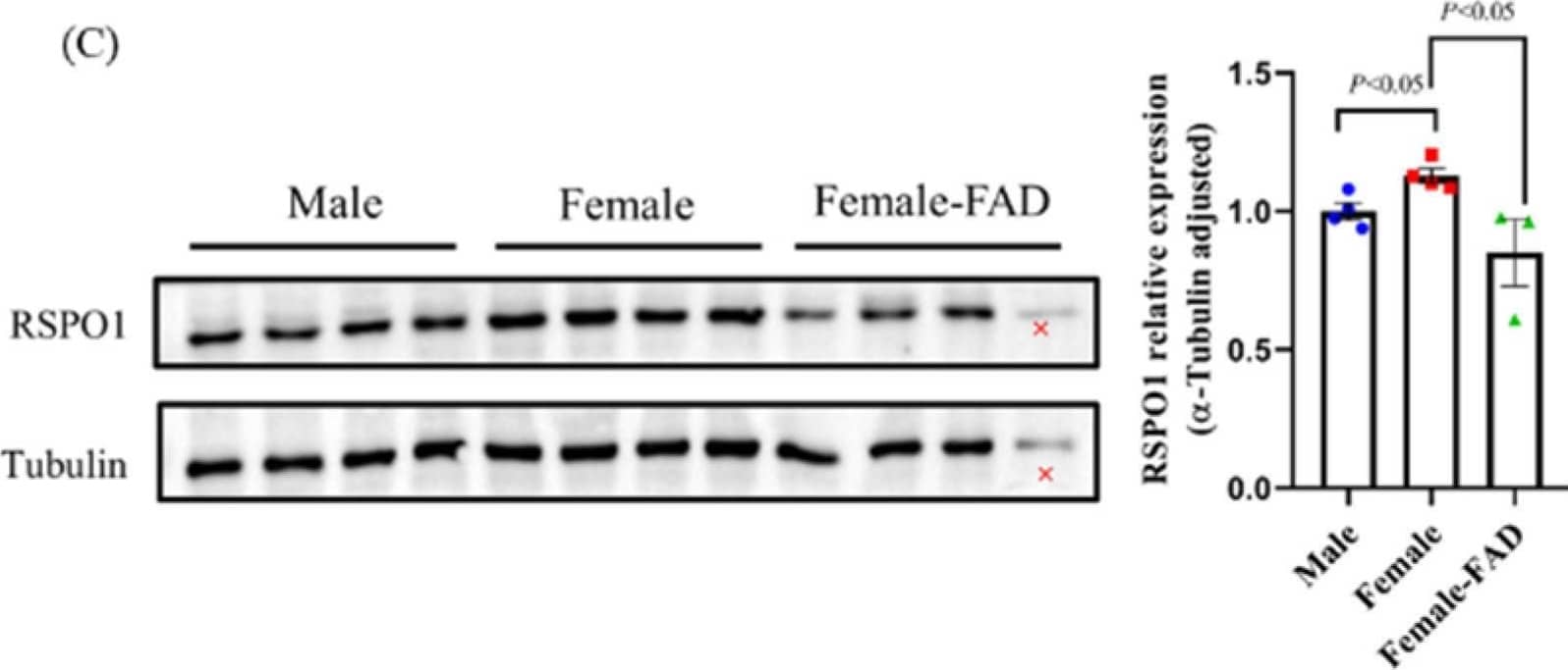 Effect of FAD treatment on the expression of RSPO1 in E12 chicken embryonic gonads. (A) Anatomy of male and female gonads of FAD-treated group and control group. L = left gonad, R = right gonad. Scale bars = 1cm. (B) Effect of FAD treatment on the mRNA expression of RSPO1 and some other genes in chicken embryonic gonads. Beta-actin was used as a reference gene. n = 4. (C) Effect of FAD treatment on the protein expression of RSPO1 in chicken embryonic gonads (the wrong symbol X indicates a false sample loading whose result was not included in the analysis). n = 4. Tubulin was used as a reference gene, and data are shown as mean ± SEM. FAD: fadrozole. FAD treatment was performed on E2.5 (embryonic day 2.5). E12 = embryonic day 12. Image collected and cropped by CiteAb from the following open publication (//pubmed.ncbi.nlm.nih.gov/37444038), licensed under a CC-BY license. Not internally tested by R&D Systems.