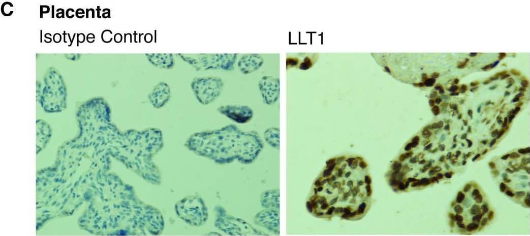 LLT1 is highly expressed in immune-privileged sites.Lectin-like transcript 1 (LLT1) and isotype control stainings of testes (A), brain (B) and placenta (C) using the anti-LLT1 2H7 mAb (1/500). Representative image of three independent experiments. 20× magnification. Image collected and cropped by CiteAb from the following open publication (//pubmed.ncbi.nlm.nih.gov/28413611), licensed under a CC-BY license. Not internally tested by R&D Systems.