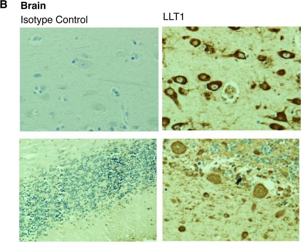 LLT1 is highly expressed in immune-privileged sites.Lectin-like transcript 1 (LLT1) and isotype control stainings of testes (A), brain (B) and placenta (C) using the anti-LLT1 2H7 mAb (1/500). Representative image of three independent experiments. 20× magnification. Image collected and cropped by CiteAb from the following open publication (//pubmed.ncbi.nlm.nih.gov/28413611), licensed under a CC-BY license. Not internally tested by R&D Systems.