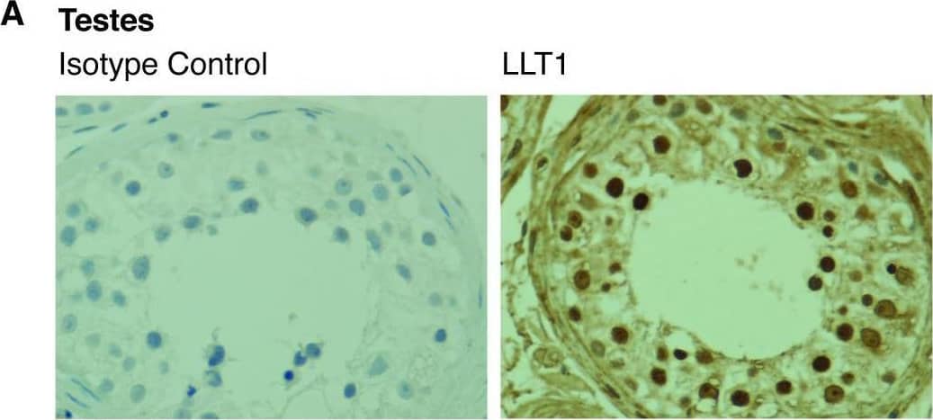LLT1 is highly expressed in immune-privileged sites.Lectin-like transcript 1 (LLT1) and isotype control stainings of testes (A), brain (B) and placenta (C) using the anti-LLT1 2H7 mAb (1/500). Representative image of three independent experiments. 20× magnification. Image collected and cropped by CiteAb from the following open publication (//pubmed.ncbi.nlm.nih.gov/28413611), licensed under a CC-BY license. Not internally tested by R&D Systems.