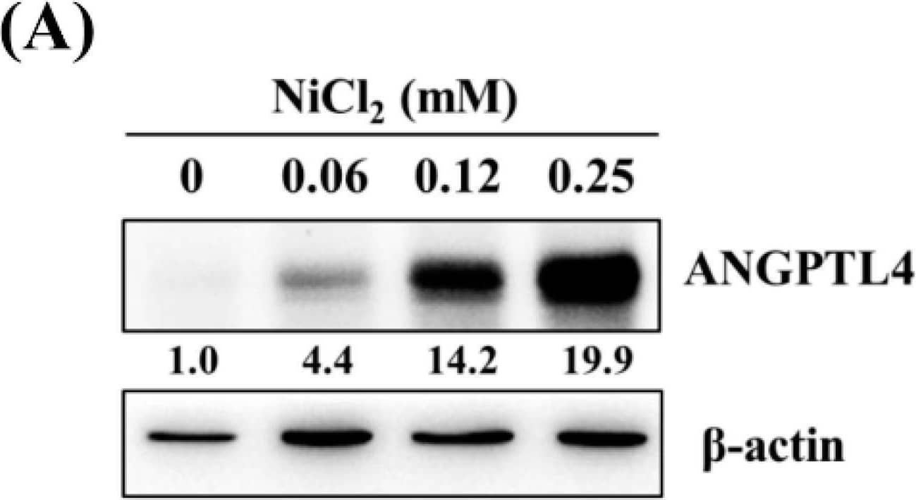 Western Blot Angiopoietin-like Protein 4/ANGPTL4 Antibody [Unconjugated]